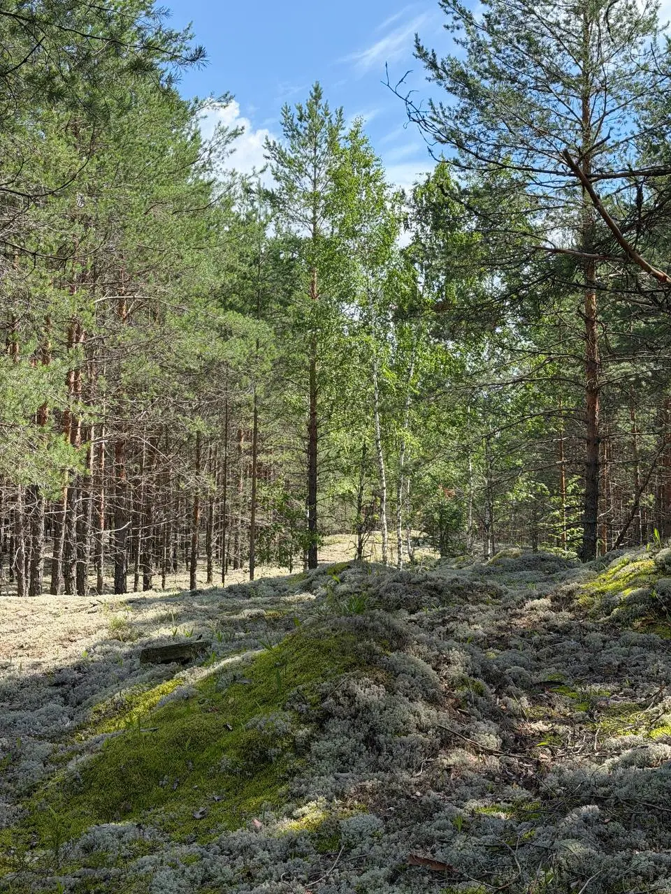 В глубине леса. Озеро внутри леса. Полная тишина. Туман и утреннее солнце.
Или как перезагрузить сознание в полное тишине - без связи, соц сетей и телефона | Сетка — социальная сеть от hh.ru