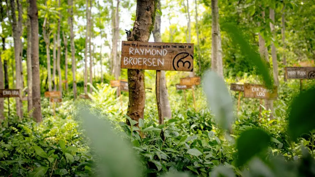 В марте 2021 года индийское туристическое агентство Experience Tea Tourism собирало группу любителей чая и прочих острых ощущений для сбора чая в полнолуние в чайном саду Амбиок, что в Дарджилинге | Сетка — социальная сеть от hh.ru