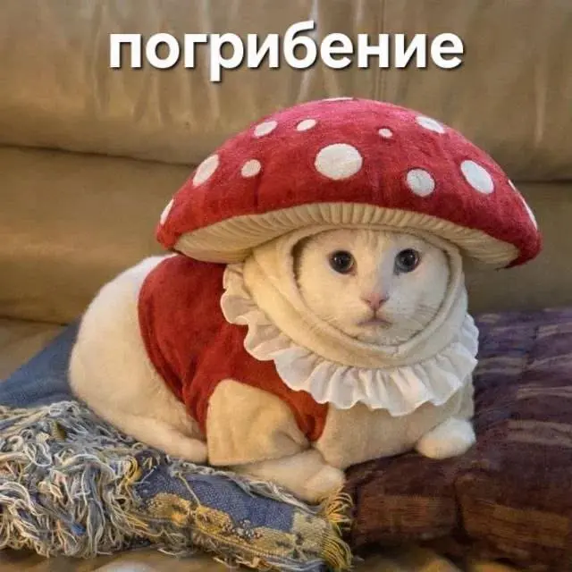У меня есть 2-3 человека, с которыми мы виделись вживую ровно один раз
И теперь на протяжении долгих лет мы общаемся исключительно мемами
Никаких «привет», «пока», «как дела» или дежурных вопросов про... | Сетка — социальная сеть от hh.ru