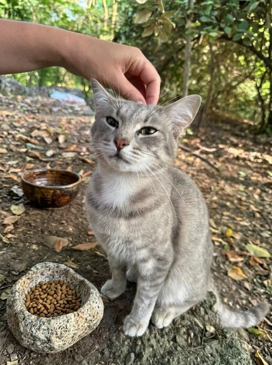 Два котика-лучика
ищут дом 🐱🐱🏠
Они родились в солнечном Сочи, недалеко от моря | Сетка — социальная сеть от hh.ru