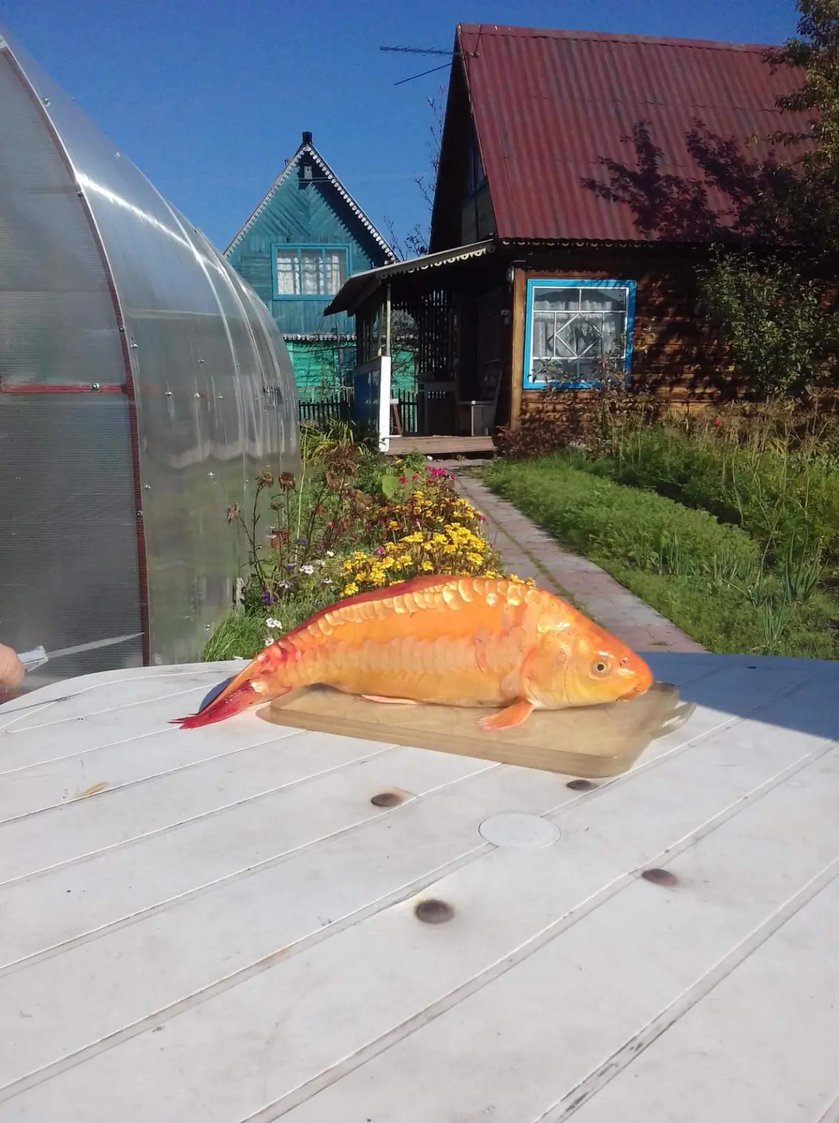 Анекдот:) Поймал мужик в 2026 золотую рыбку
🐠-Что ты хочешь?
👨-Хочу, чтобы у меня все было🤤
🐠- Так у тебя и так уже все было 🥳
............ \\\\............ \\\\......... | Сетка — социальная сеть от hh.ru