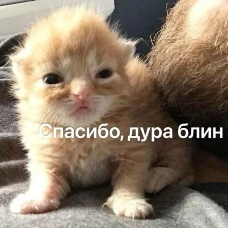 Почему вечно СОТа привлекают помогать другим специалистам в компании, если им трудно? У нас в компании, кстати, тоже такая практика. Заколебалась отбиваться: то одним помоги, то другим письмо составь. | Сетка — социальная сеть от hh.ru