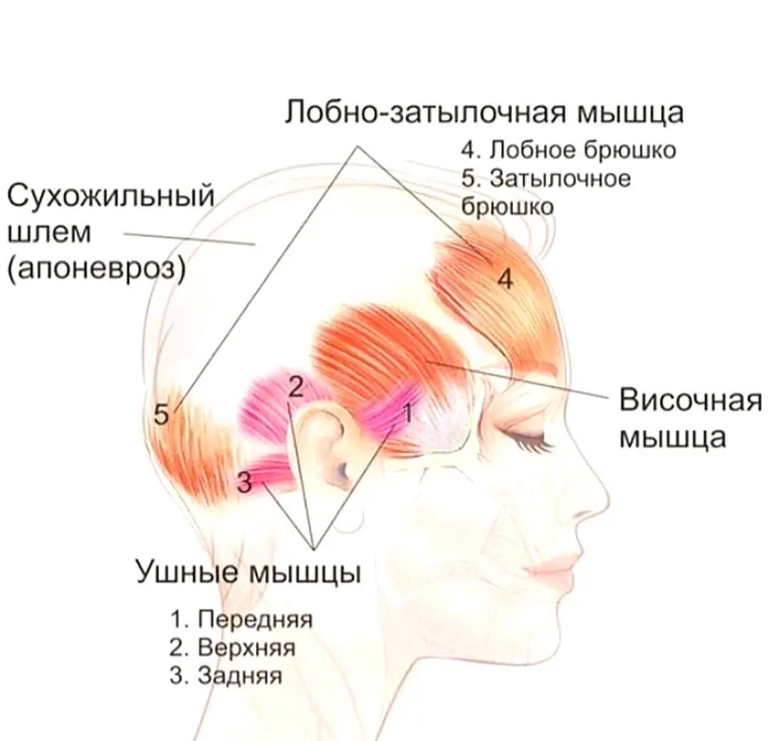 ПОЧЕМУ МАССАЖ СВОДА ЧЕРЕПА ДАЁТ ЭФФЕКТ КРУЧЕ, | Сетка — социальная сеть от hh.ru
