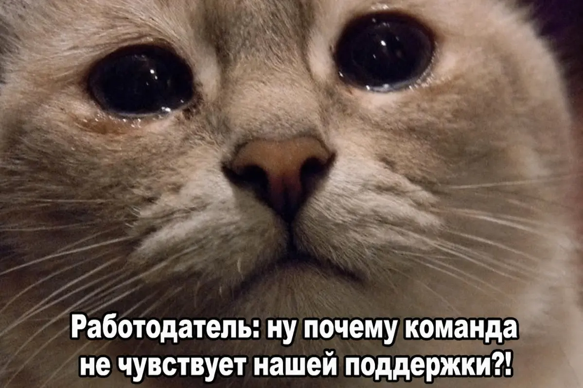 💸 Зарплату не повысят, но зато у нас скидка на английский! | Сетка — социальная сеть от hh.ru