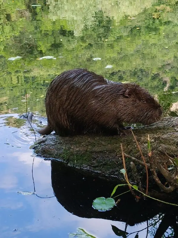 🐢 У Монастырского озера под Бештау появились новые жители
На берегу Монастырского озера, расположенного у подножия горы Бештау, заметили необычных новых обитателей | Сетка — социальная сеть от hh.ru