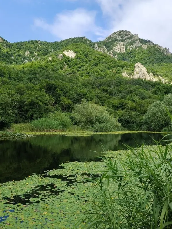 🐢 У Монастырского озера под Бештау появились новые жители
На берегу Монастырского озера, расположенного у подножия горы Бештау, заметили необычных новых обитателей | Сетка — социальная сеть от hh.ru