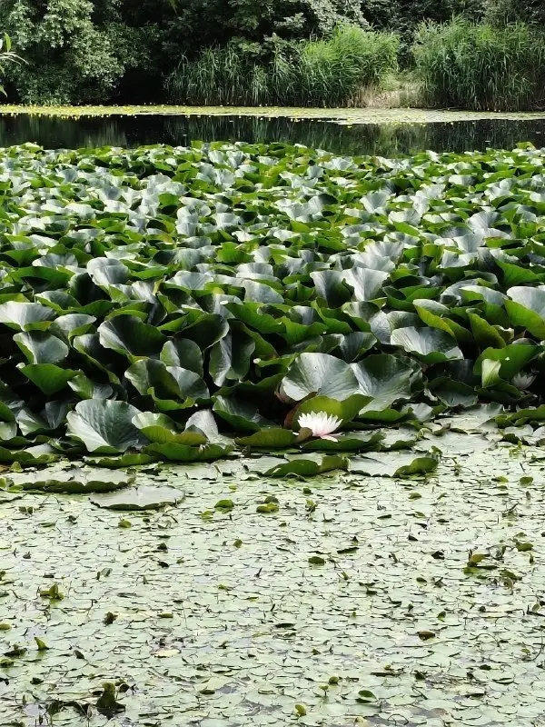 🐢 У Монастырского озера под Бештау появились новые жители
На берегу Монастырского озера, расположенного у подножия горы Бештау, заметили необычных новых обитателей | Сетка — социальная сеть от hh.ru