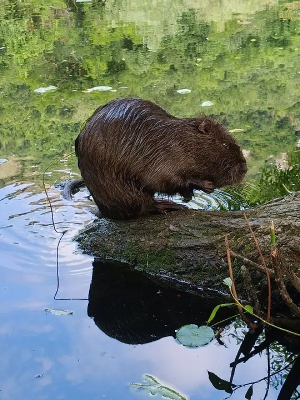 🐢 У Монастырского озера под Бештау появились новые жители
На берегу Монастырского озера, расположенного у подножия горы Бештау, заметили необычных новых обитателей | Сетка — социальная сеть от hh.ru