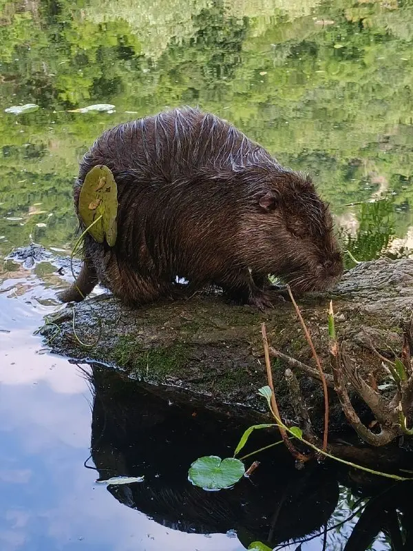 🐢 У Монастырского озера под Бештау появились новые жители
На берегу Монастырского озера, расположенного у подножия горы Бештау, заметили необычных новых обитателей | Сетка — социальная сеть от hh.ru
