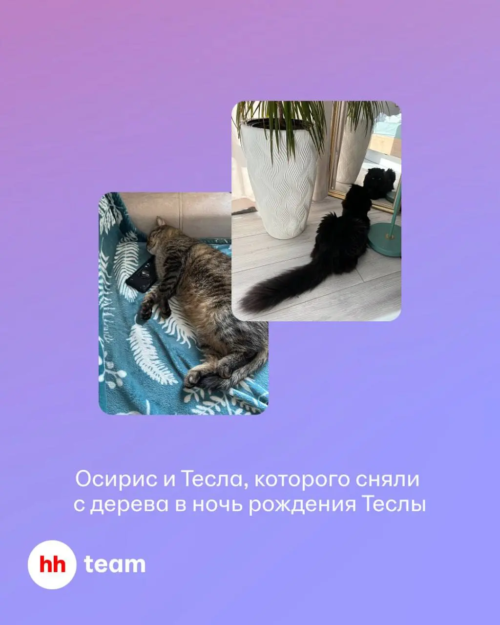 Что общего у темного фэнтези, черного кота и официальных тестов сертификатов Минцифр на hh.ru? 🪄
Всё это — части личной вселенной Кати Коптевой #hhпрофайлы, фронтенд-разработчика из команды Assessment | Сетка — социальная сеть от hh.ru