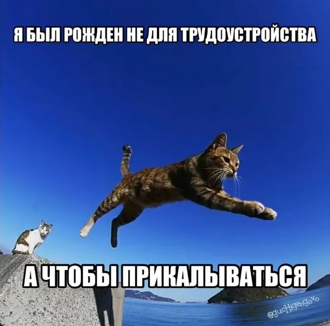 щитпостинг должен быть везде | Сетка — социальная сеть от hh.ru