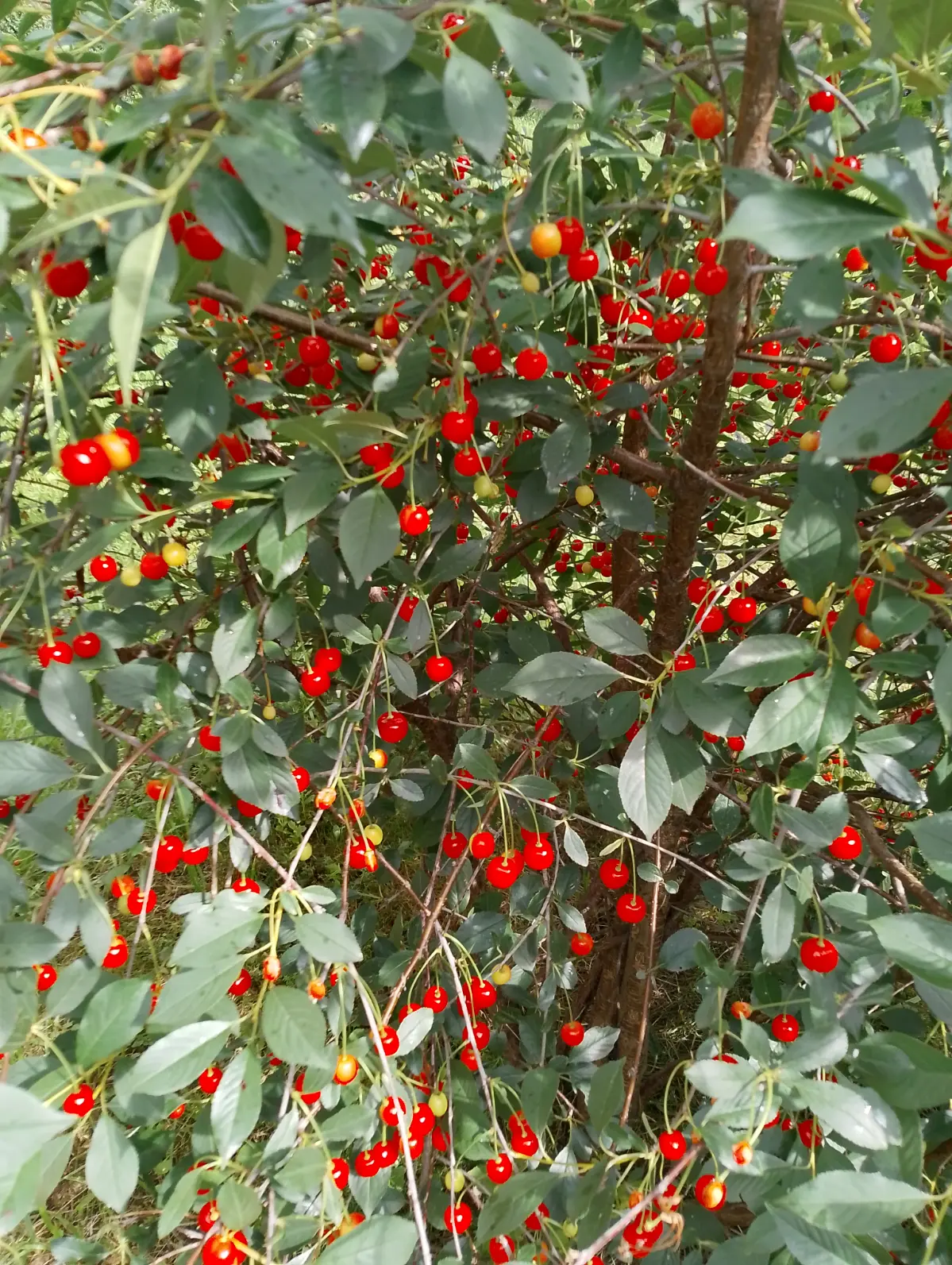 Вишня🍒🍒🍒🍒 | Сетка — социальная сеть от hh.ru