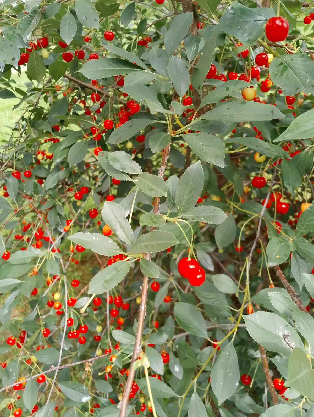 Вишня🍒🍒🍒🍒 | Сетка — социальная сеть от hh.ru
