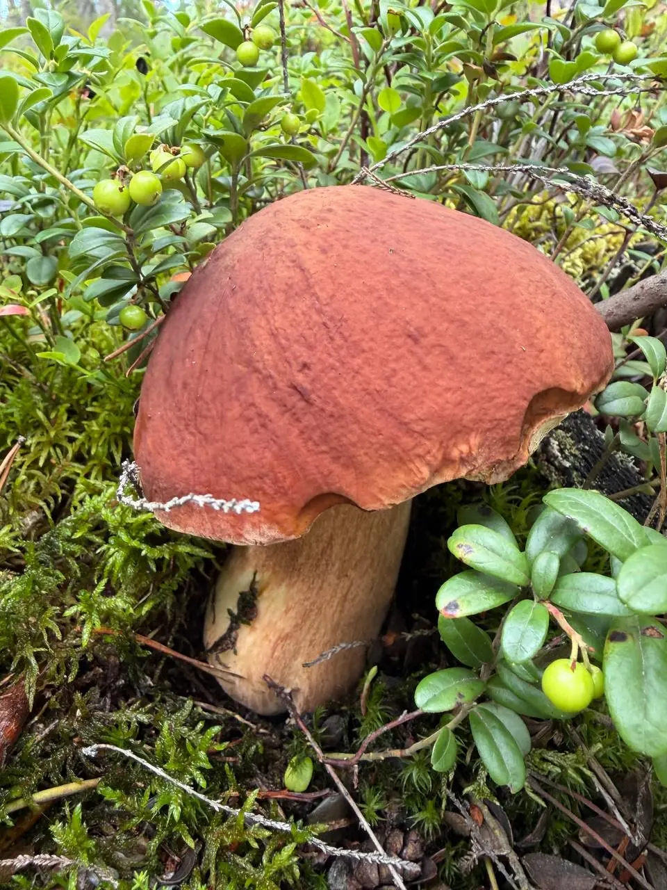 #Лесотерапия 🌳🍄‍🟫🫐 | Сетка — социальная сеть от hh.ru