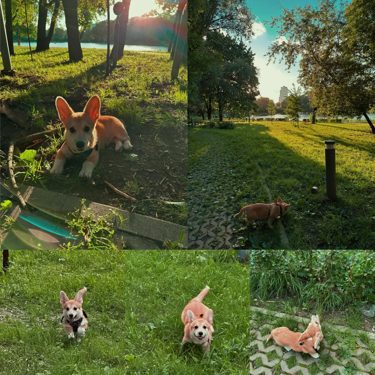 Филя🐶❤️ | Сетка — социальная сеть от hh.ru