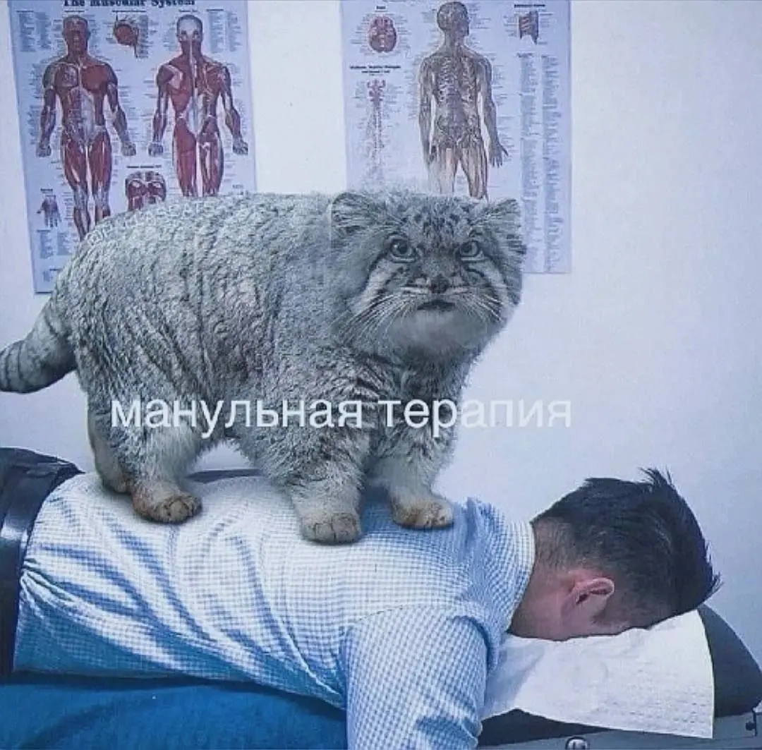 Самая лучшая терапия 😂
БЛОГ В ТГ / БЛОГ В MAX
#Юмор #Коты
В этом посте были ссылки, но мы их удалили по правилам Сетки | Сетка — социальная сеть от hh.ru