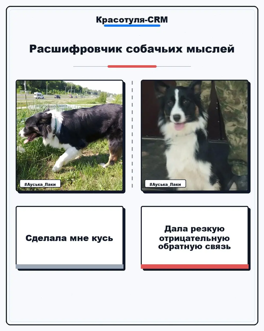 #Бизнескоуч...с хвостом | Сетка — социальная сеть от hh.ru