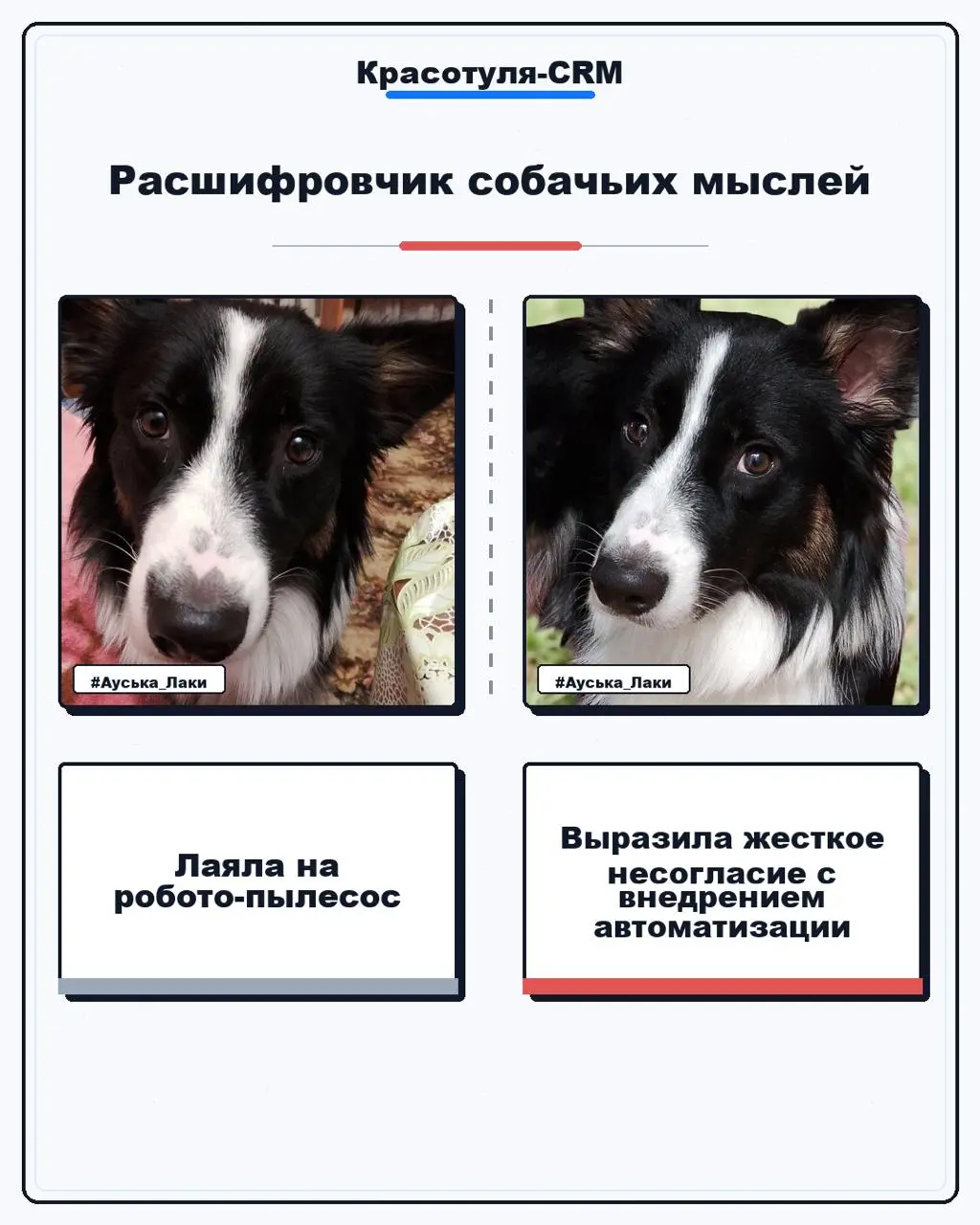 #Бизнескоуч...с хвостом | Сетка — социальная сеть от hh.ru