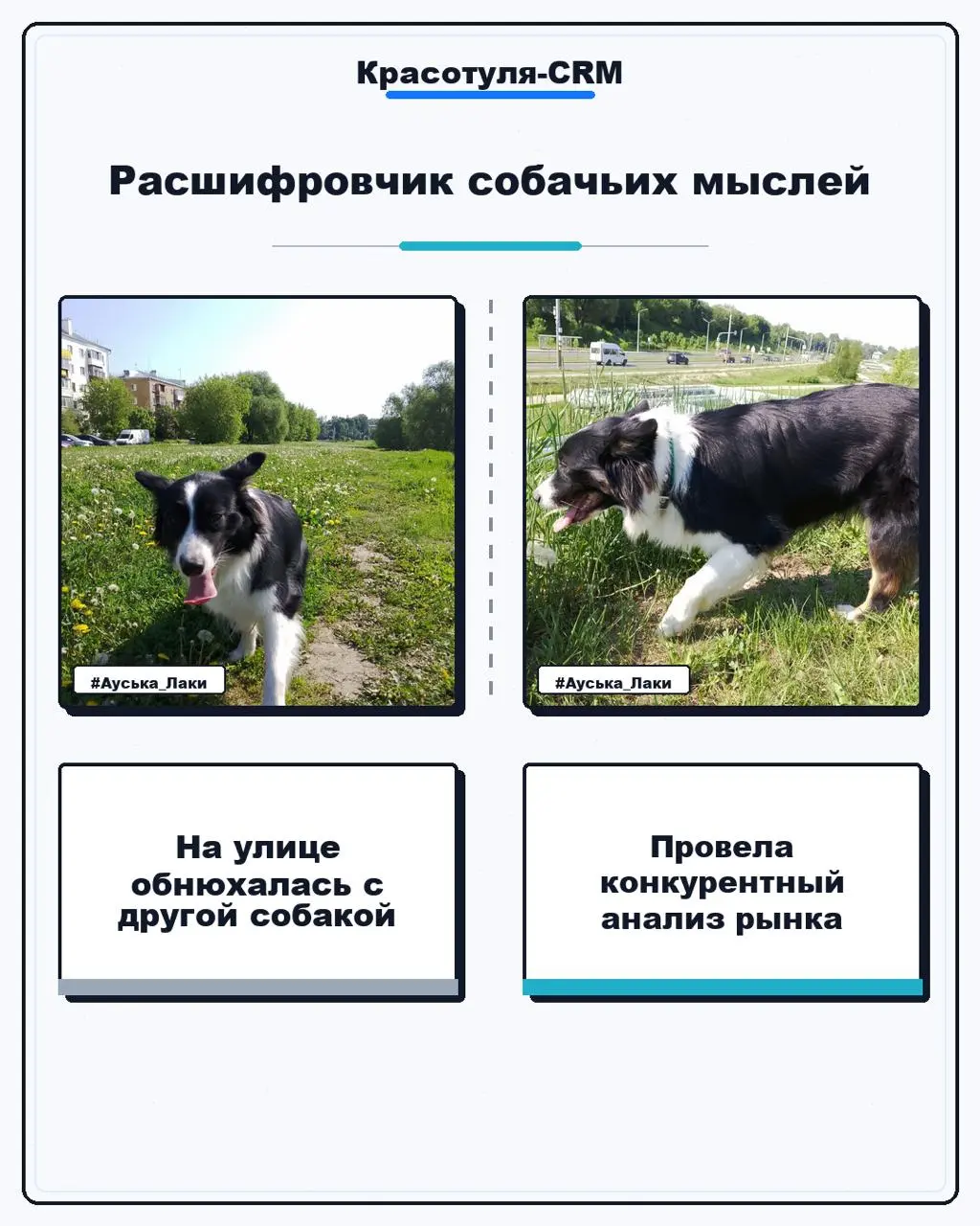 #Бизнескоуч...с хвостом | Сетка — социальная сеть от hh.ru