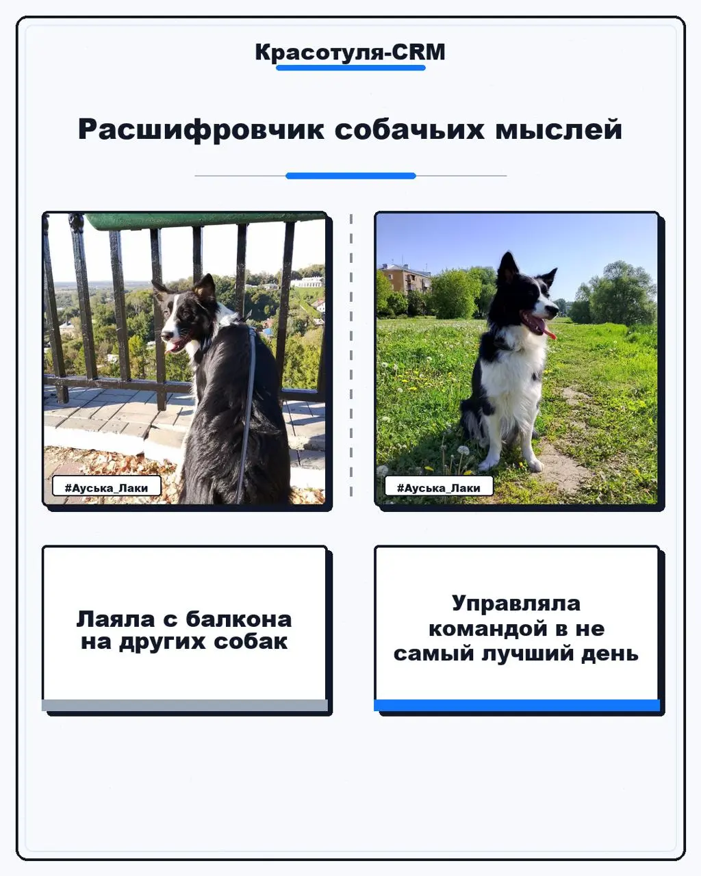 #Бизнескоуч...с хвостом | Сетка — социальная сеть от hh.ru
