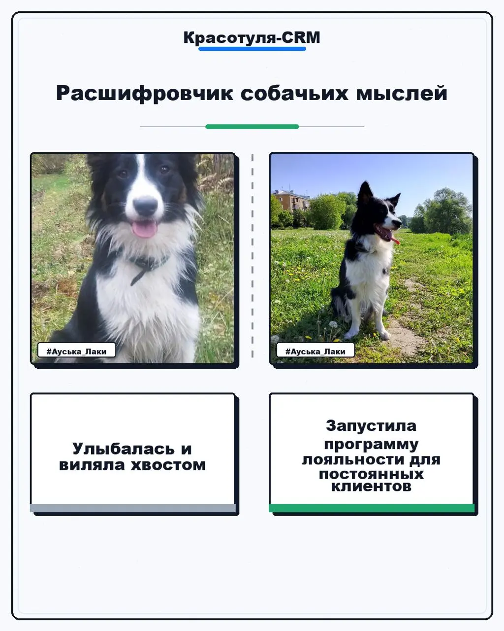 #Бизнескоуч...с хвостом | Сетка — социальная сеть от hh.ru