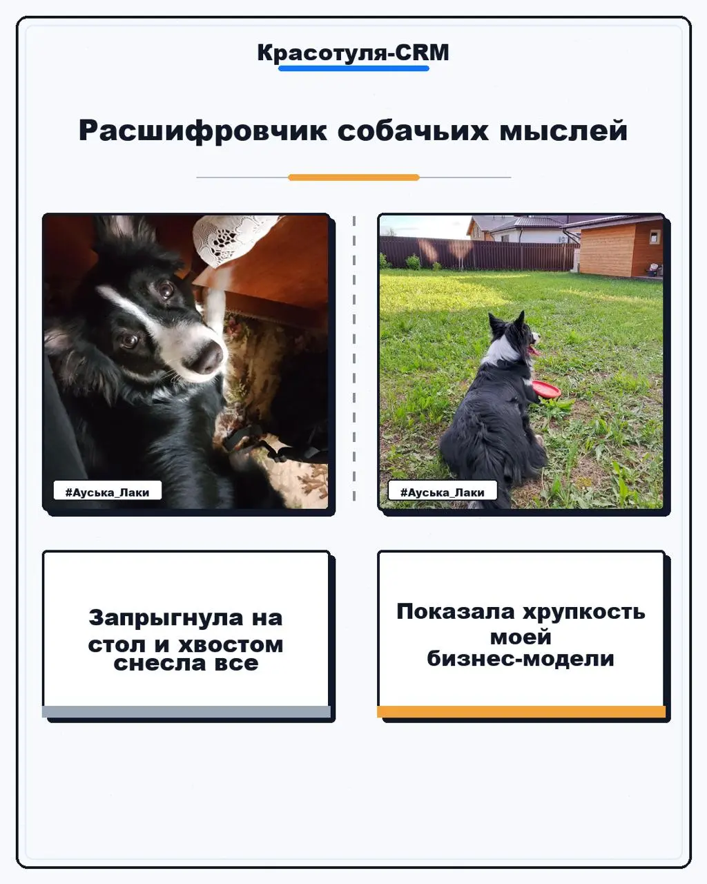 #Бизнескоуч...с хвостом | Сетка — социальная сеть от hh.ru