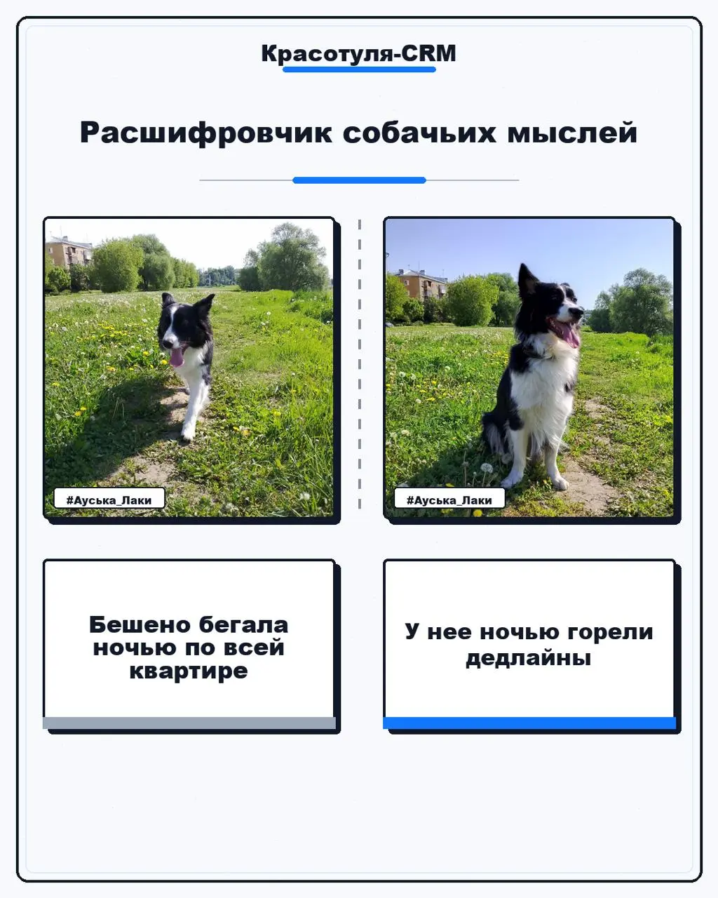 #Бизнескоуч...с хвостом | Сетка — социальная сеть от hh.ru