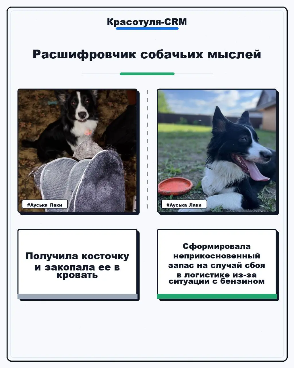 #Бизнескоуч...с хвостом | Сетка — социальная сеть от hh.ru