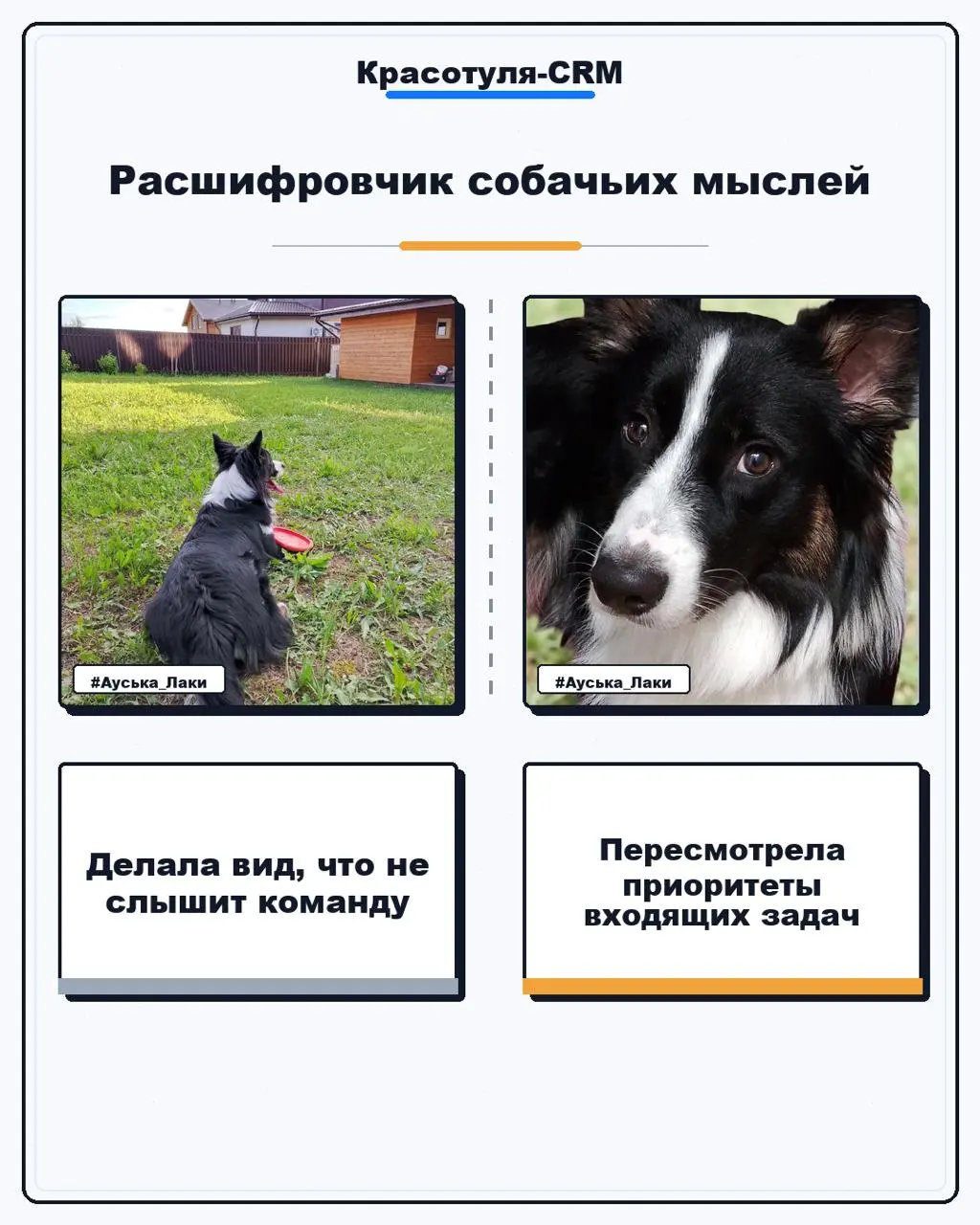 #Бизнескоуч...с хвостом | Сетка — социальная сеть от hh.ru