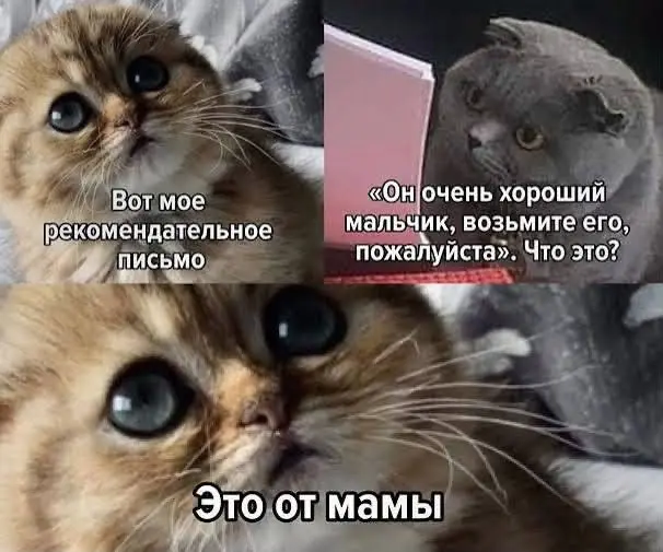 Прикольный управленец ищет прикольную команду для вайбового | Сетка — социальная сеть от hh.ru