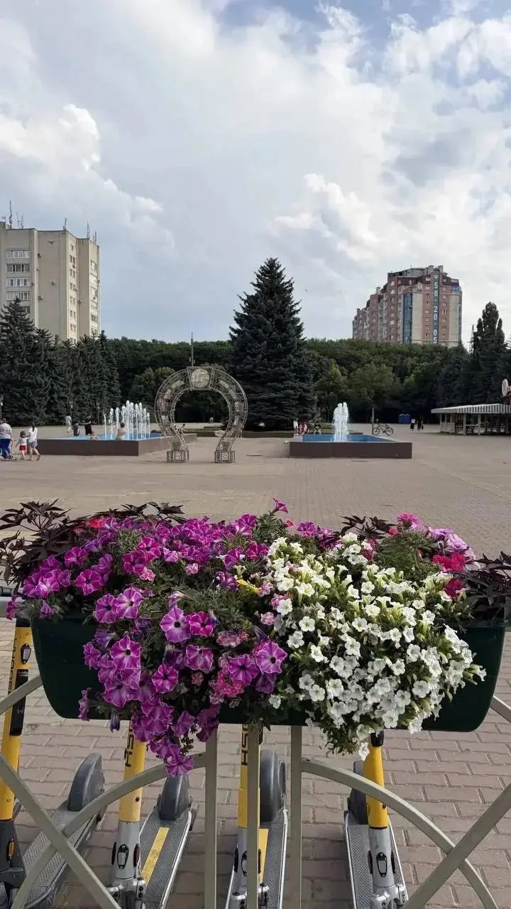 Улицы Ставрополя украсили 20 тысяч цветов
Этим летом в городе появилось более 350 подвесных кашпо. Их разместили на центральных улицах. Для цветочного оформления использовали около 20 тысяч растений | Сетка — социальная сеть от hh.ru