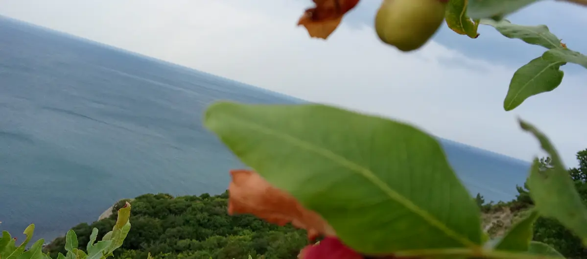 Фисташка атлантическая (Pistacia atlantica) — реликтовое листопадное дерево, способное жить до тысячи лет: оно формирует уникальные редколесья на сухих каменистых склонах Черноморского побережья Красн... | Сетка — социальная сеть от hh.ru