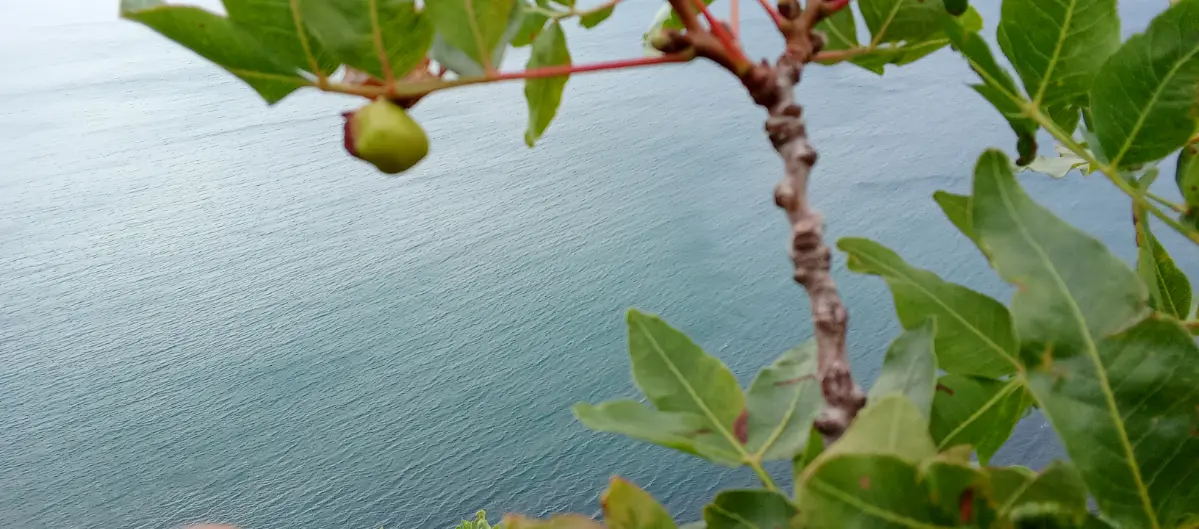 Фисташка атлантическая (Pistacia atlantica) — реликтовое листопадное дерево, способное жить до тысячи лет: оно формирует уникальные редколесья на сухих каменистых склонах Черноморского побережья Красн... | Сетка — социальная сеть от hh.ru