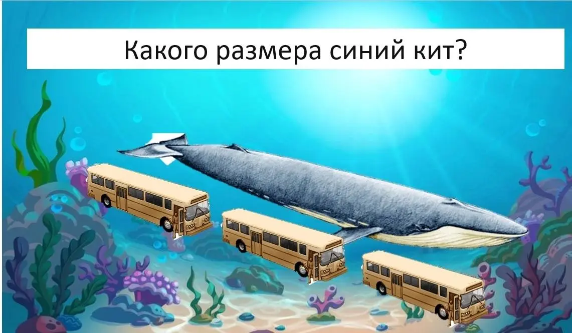 Сегодня делюсь с вами своей новой авторской презентацией «Морские обитатели» 🪼
Это готовый материал для сурдопедагога, логопеда, воспитателя или родителя, который подходит для работы с детьми самого р... | Сетка — социальная сеть от hh.ru
