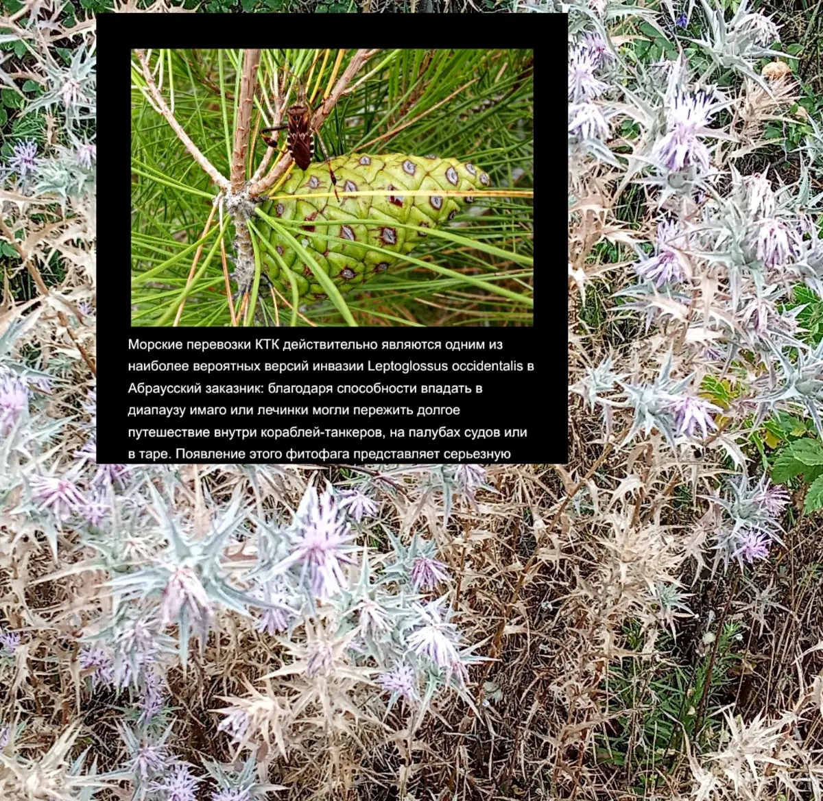 Родина колючего сорняка Eryngium nasturtiifolium — Северная и Центральная Америка: его естественный ареал охватывает южные районы США (Аризона, Техас), Мексику, страны Центральной Америки вплоть до Ни... | Сетка — социальная сеть от hh.ru