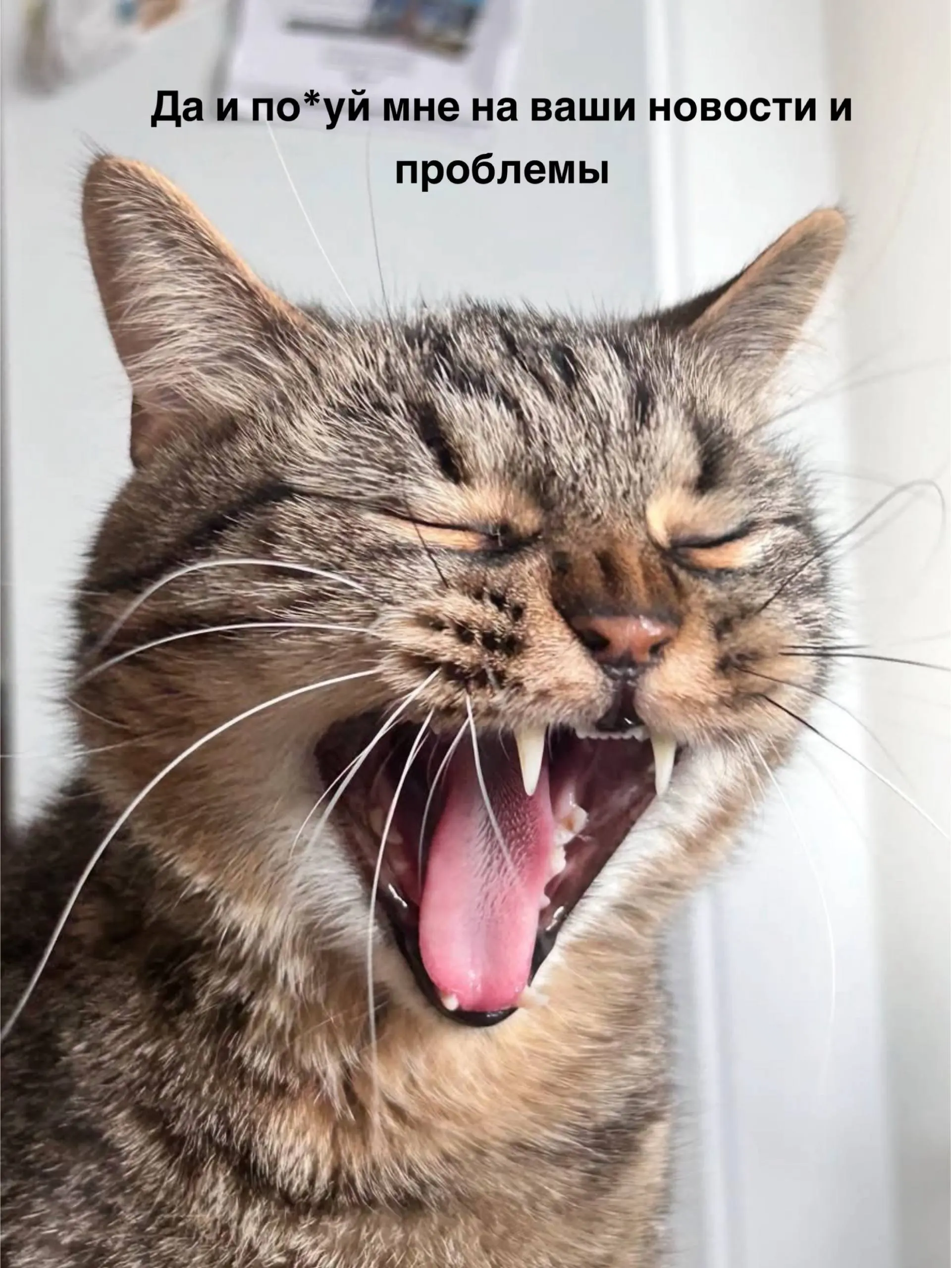 Это Юпитер 😅 мамин злобный сыночка - корзиночка ❤️❤️ | Сетка — социальная сеть от hh.ru