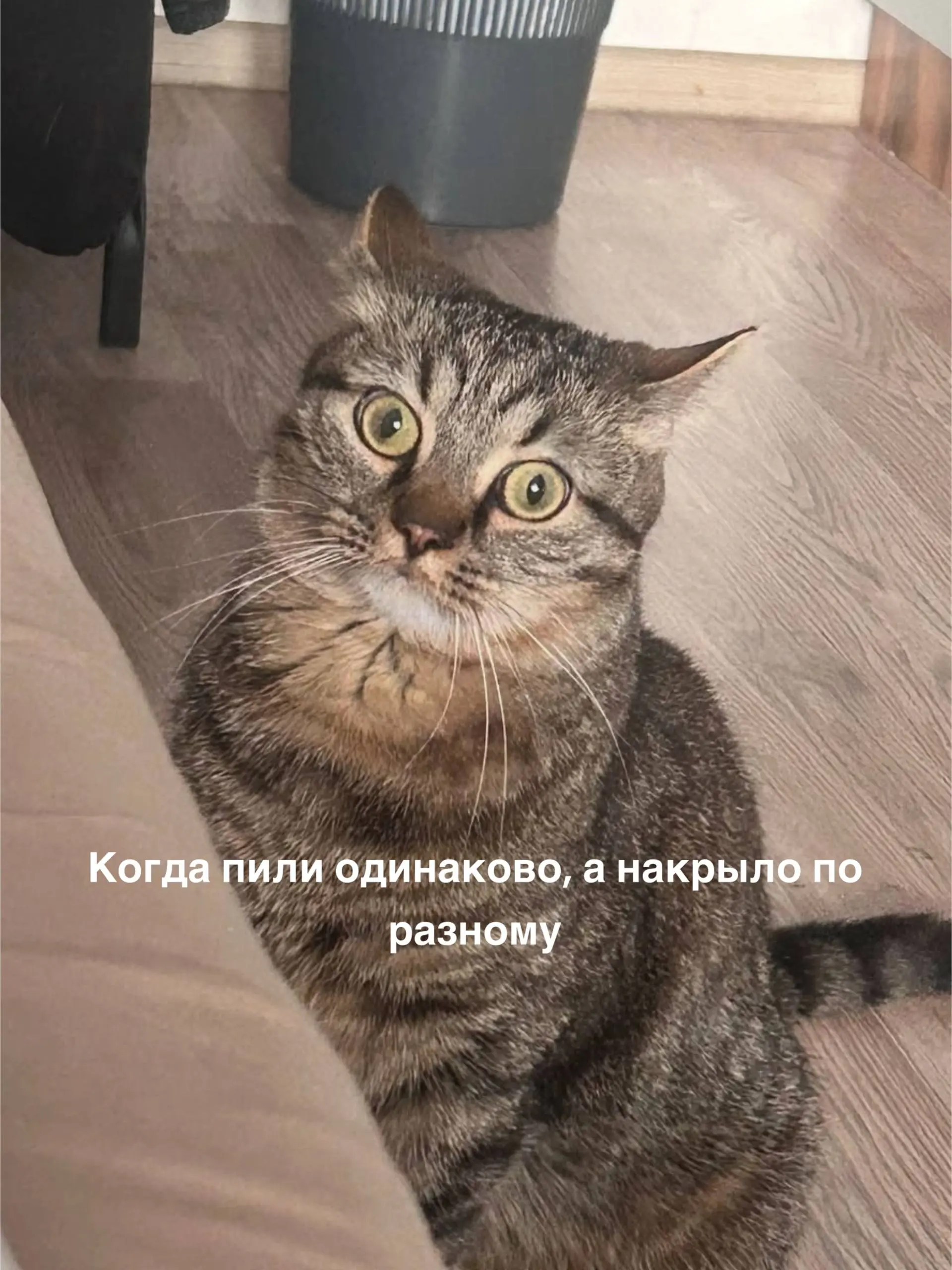 Это Юпитер 😅 мамин злобный сыночка - корзиночка ❤️❤️ | Сетка — социальная сеть от hh.ru