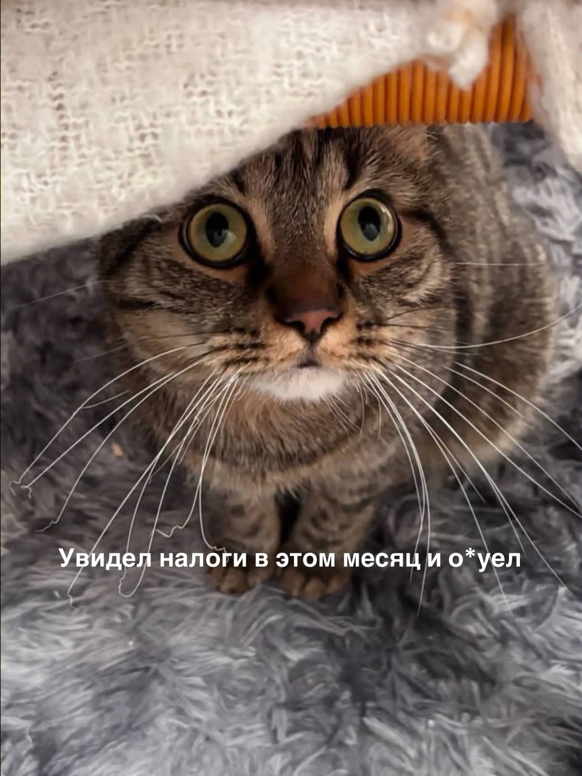 Это Юпитер 😅 мамин злобный сыночка - корзиночка ❤️❤️ | Сетка — социальная сеть от hh.ru