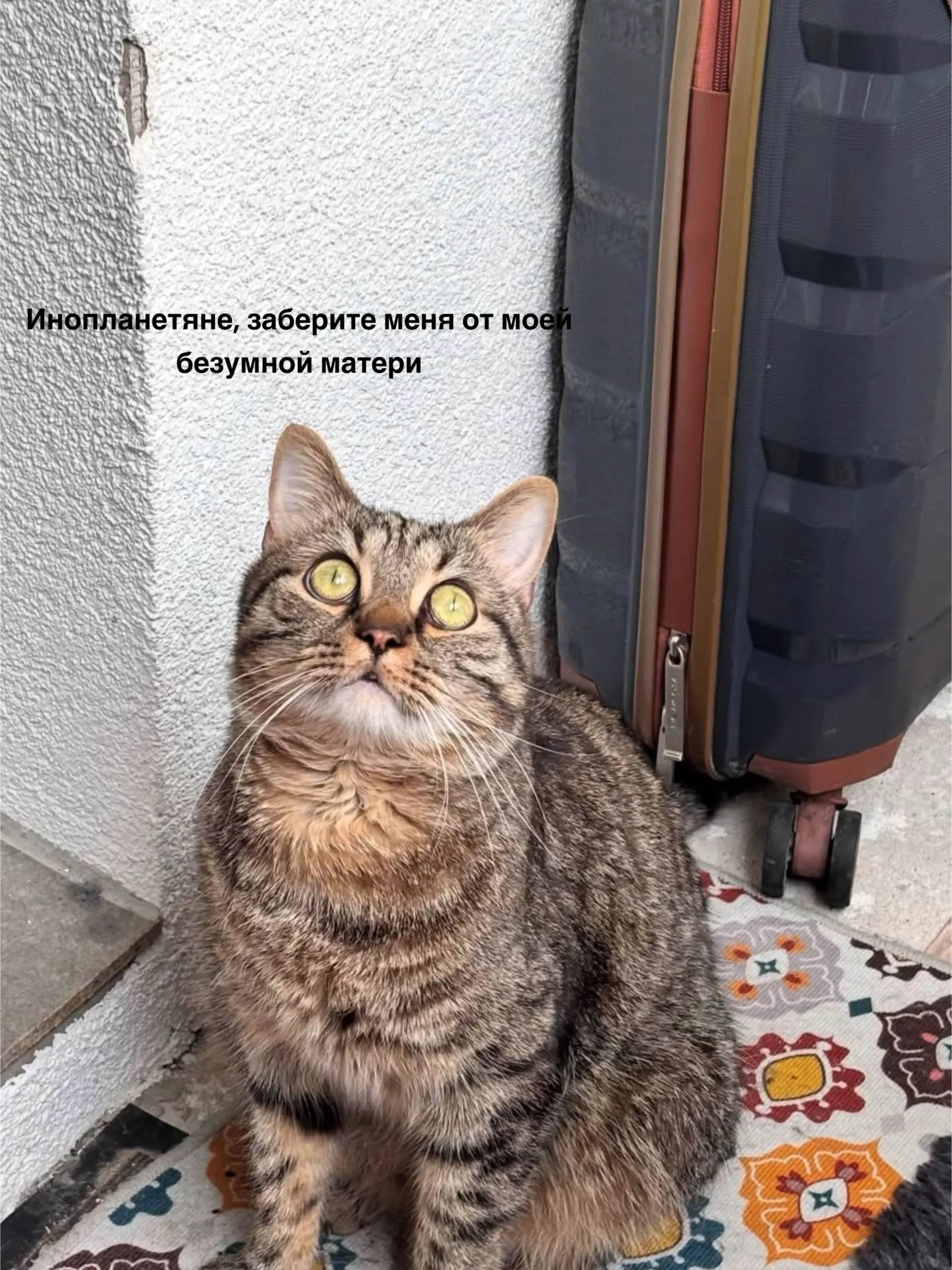 Это Юпитер 😅 мамин злобный сыночка - корзиночка ❤️❤️ | Сетка — социальная сеть от hh.ru