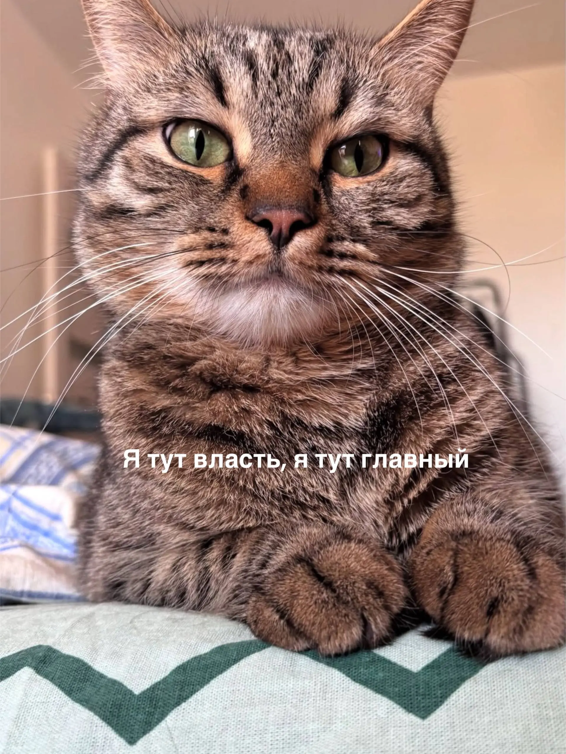 Это Юпитер 😅 мамин злобный сыночка - корзиночка ❤️❤️ | Сетка — социальная сеть от hh.ru