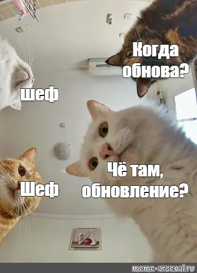 Каждый раз, когда я думаю, что поняла жизнь, происходит обновление версии.
Но котики вечны😹 | Сетка — социальная сеть от hh.ru
