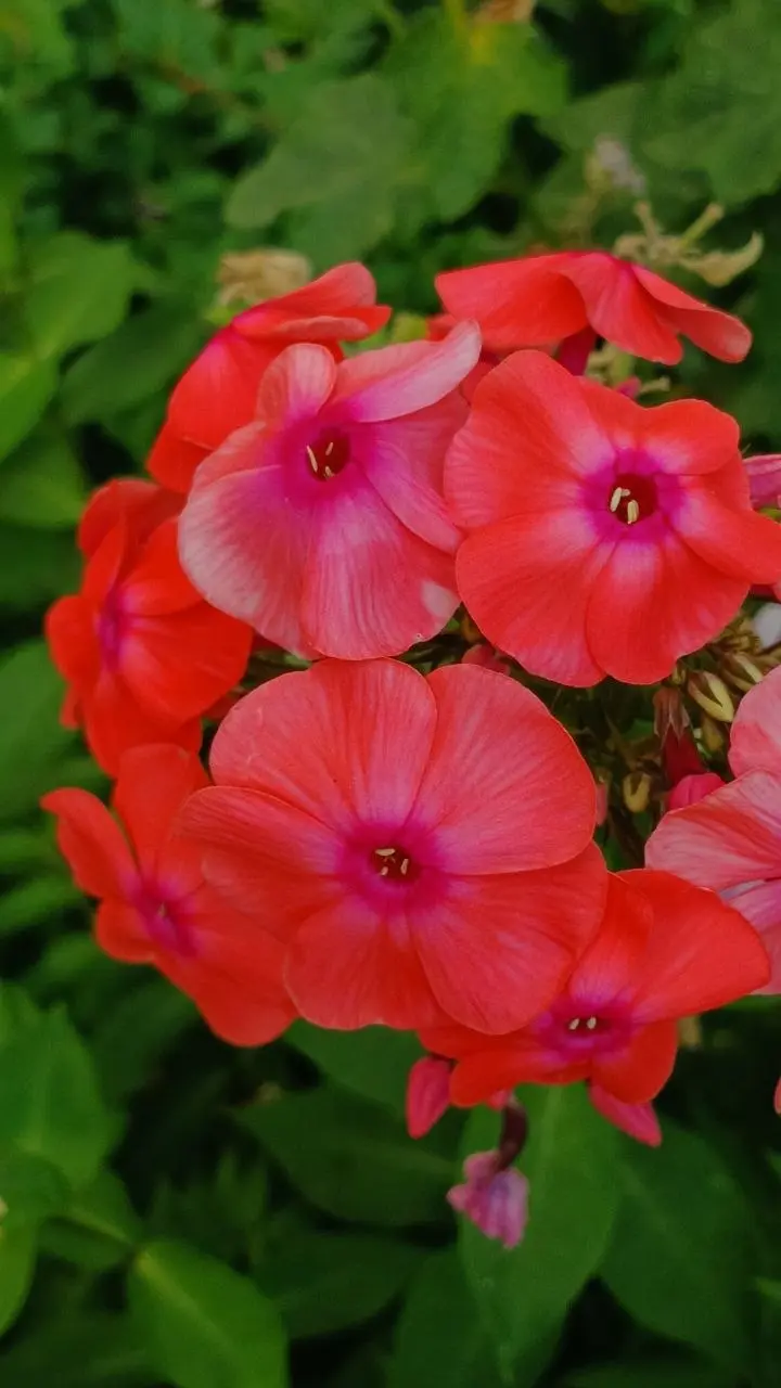 Ежегодная летняя рубрика Цветы
В нашем микрорайоне столько садоводов, что каждый двор благоухает, что интересно, нет похожих придомовых участков | Сетка — социальная сеть от hh.ru