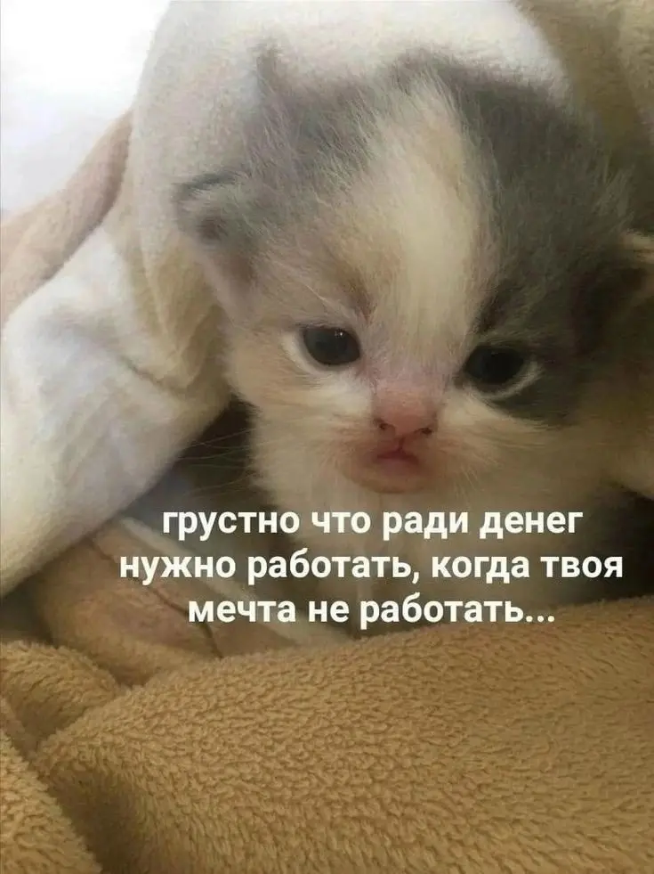 Ну как есть 😅 | Сетка — социальная сеть от hh.ru