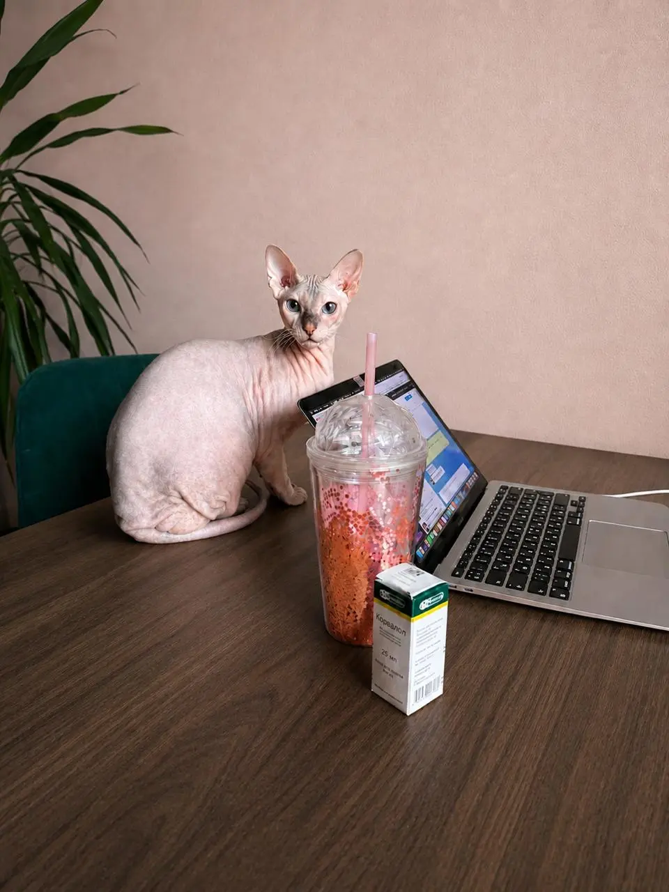Кошка Булка (которая по совместительству работает за корм символом этого канала) провела аудит моего рабочего календаря на неделю и сделала пару важных замечаний | Сетка — социальная сеть от hh.ru