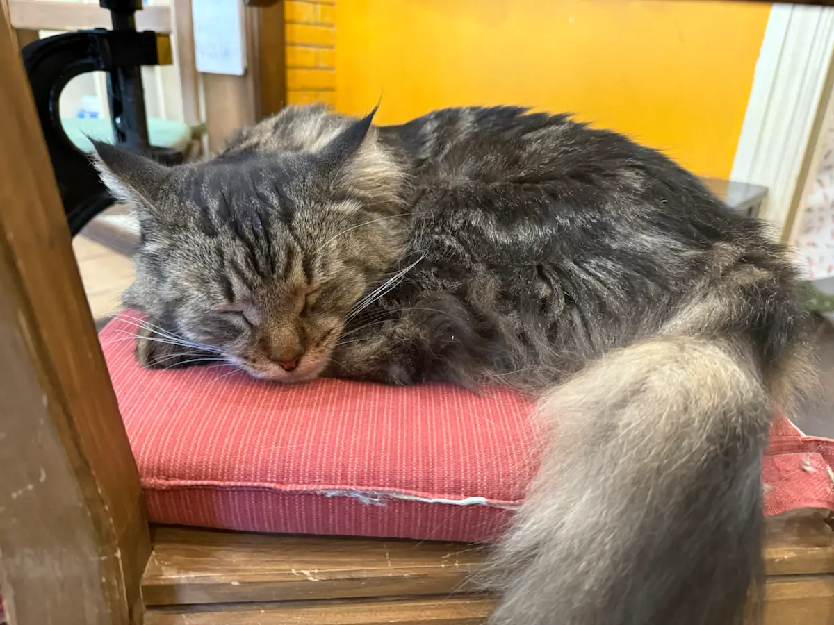 Котик ищет дом 😻 | Сетка — социальная сеть от hh.ru