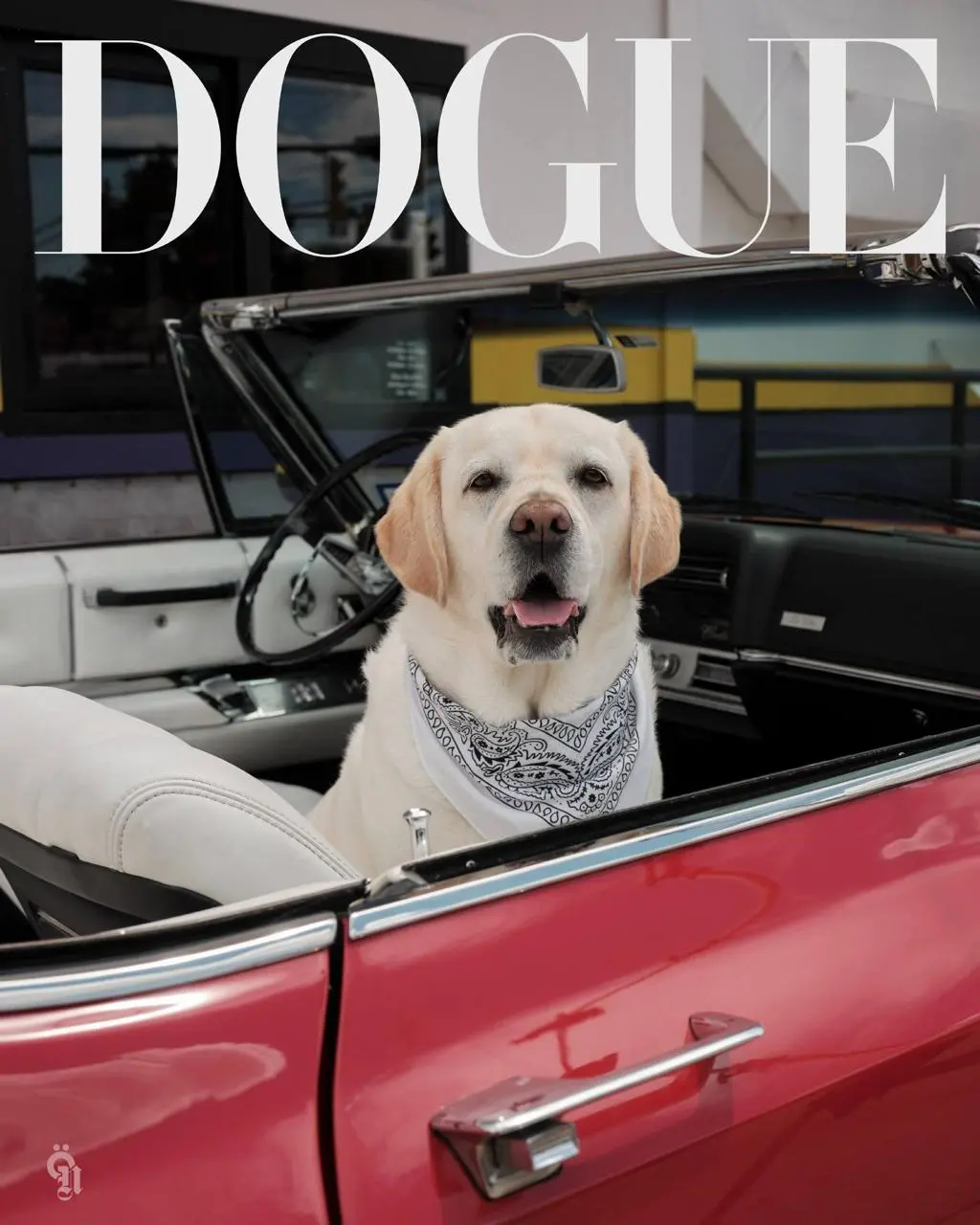 Vogue ищет новую морду
Vogue объявил конкурс на нового героя обложки Dogue — цифрового спецпроекта про самых стильных собак | Сетка — социальная сеть от hh.ru