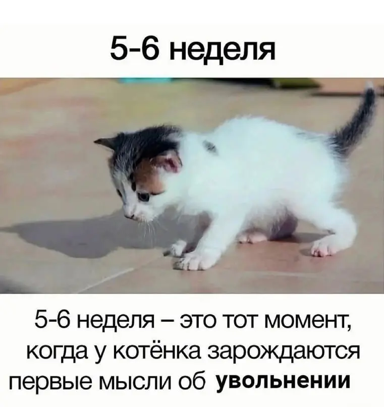 Если верить hr, то среднее трудоустройство выглядит так. | Сетка — социальная сеть от hh.ru