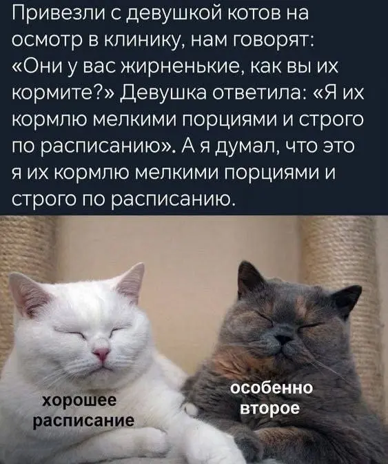 Полезное недопонимание 😂
БЛОГ В ТГ / БЛОГ В MAX
#Юмор    #Коты
В этом посте были ссылки, но мы их удалили по правилам Сетки | Сетка — социальная сеть от hh.ru
