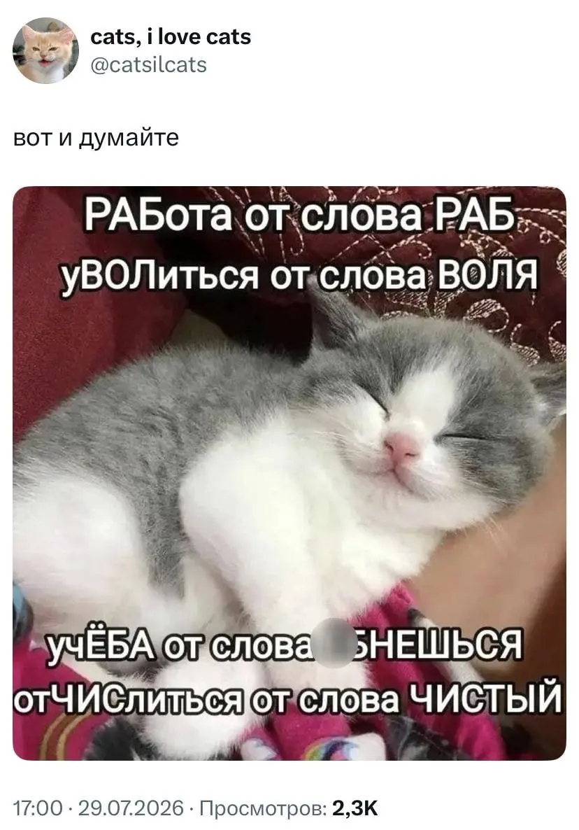 #cats | Сетка — социальная сеть от hh.ru