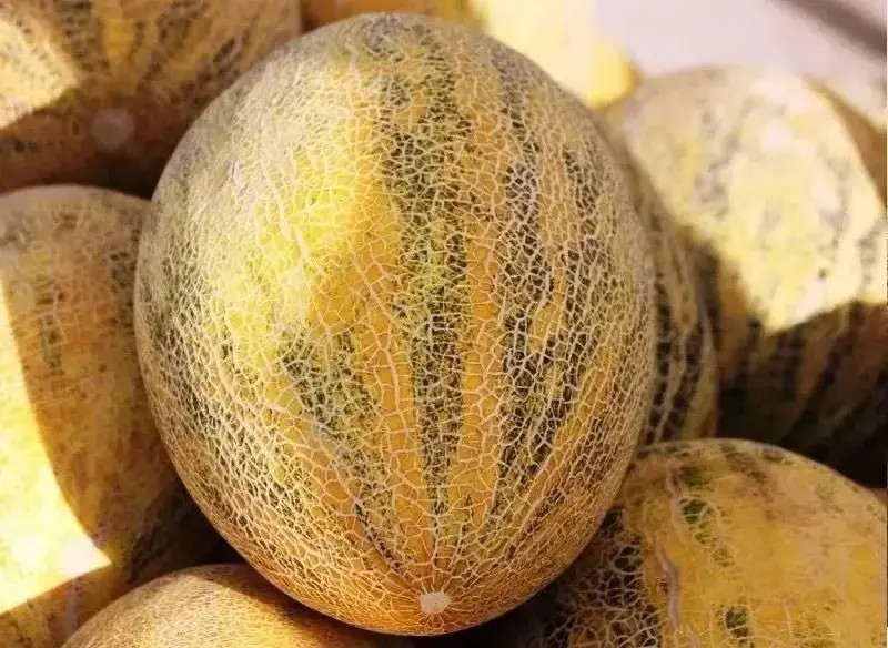 🍉 На Ставрополье стартовал сезон арбузов и дынь!
Первые бахчевые уже собрали в Александровском, Арзгирском, Грачевском и Курском округах | Сетка — социальная сеть от hh.ru